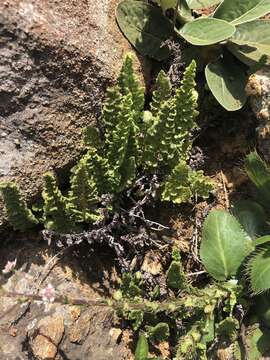 Image of Anemia marginalis (Sav.) Christenh.