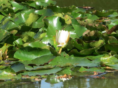 Image of European white waterlily