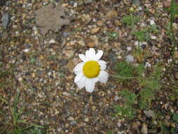 Anthemis arvensis L. resmi