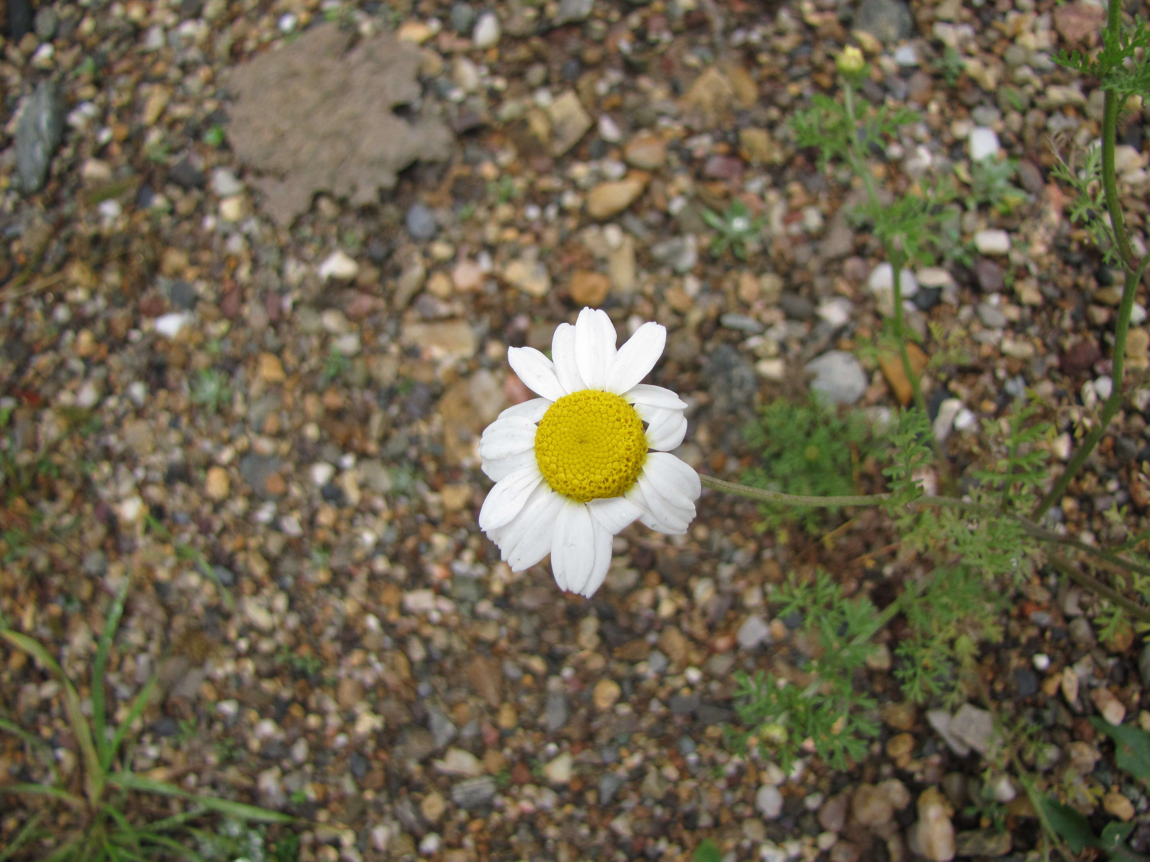 Anthemis arvensis L. resmi