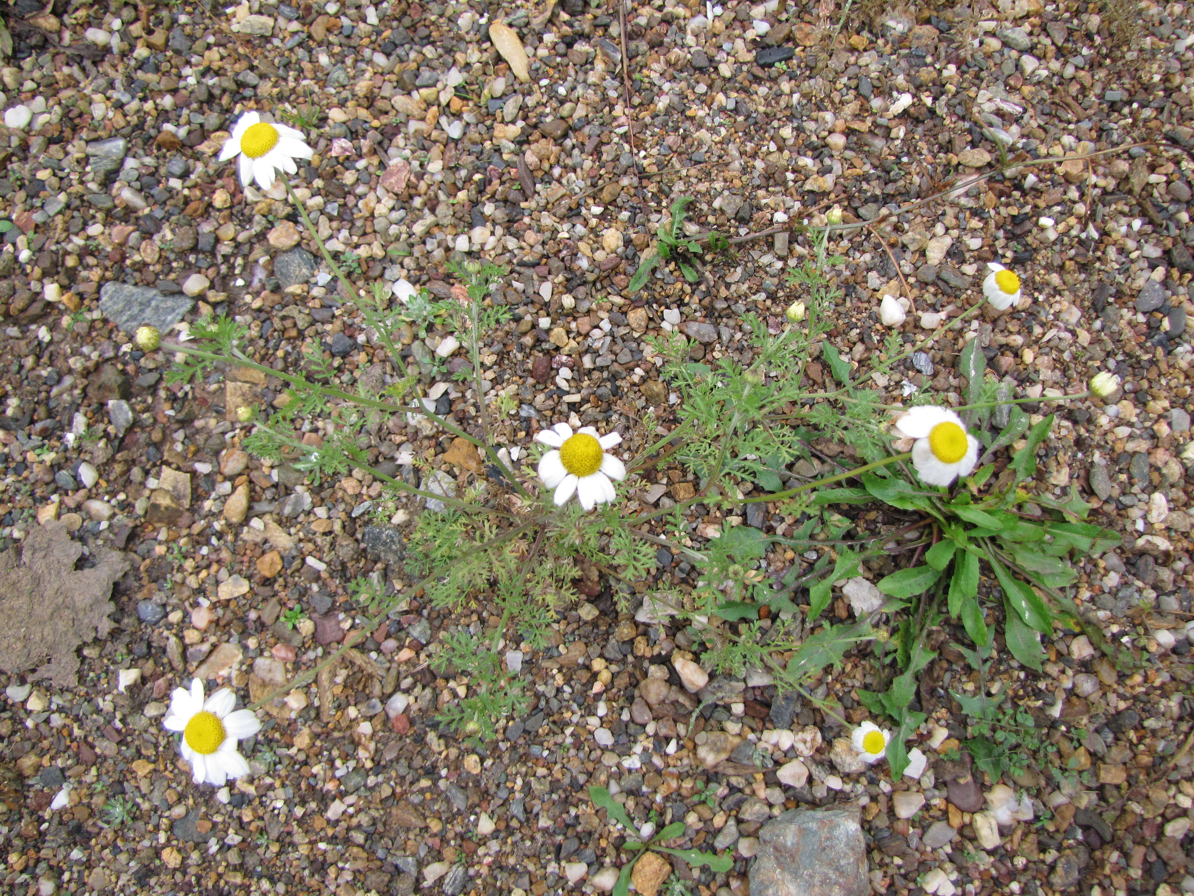 Image of corn chamomile