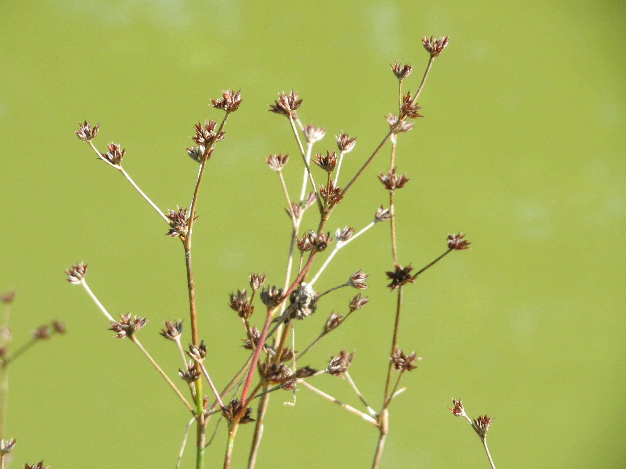 Image of Jointed Rush