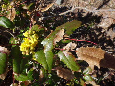 Image of Hollyleaved barberry