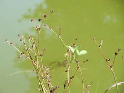 Juncus articulatus L. resmi