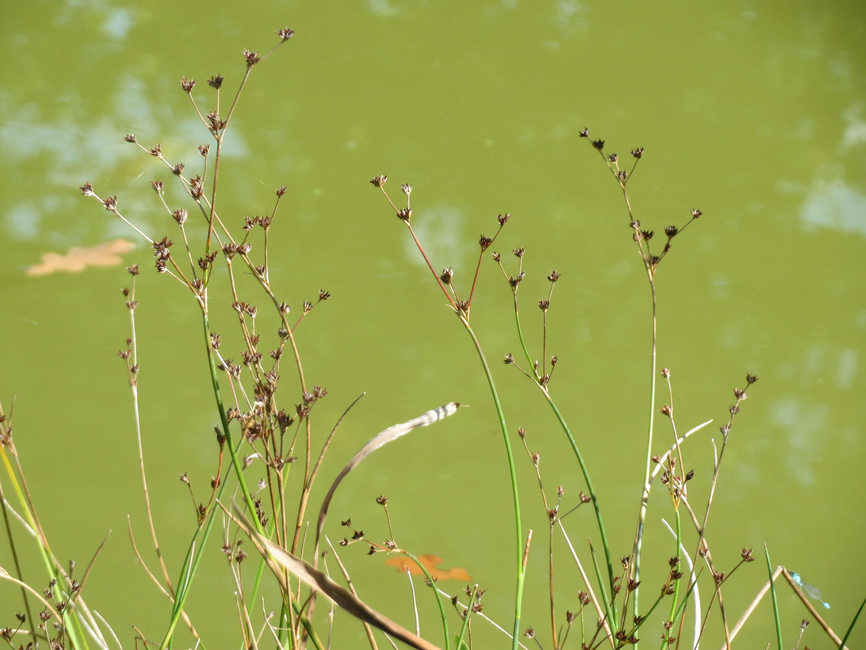 Juncus articulatus L. resmi