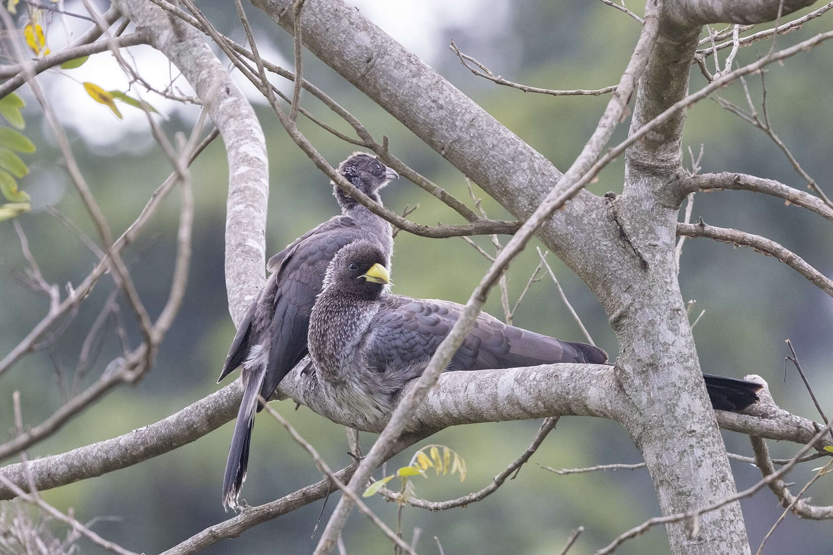 Image of Eastern Plantain-eater