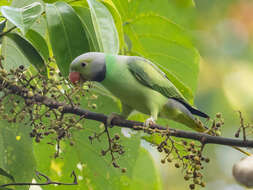 Image of Emerald-collared Parakeet