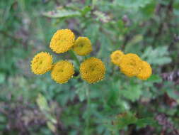 Image of common tansy