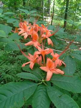 صورة Rhododendron prunifolium (Small) Millais