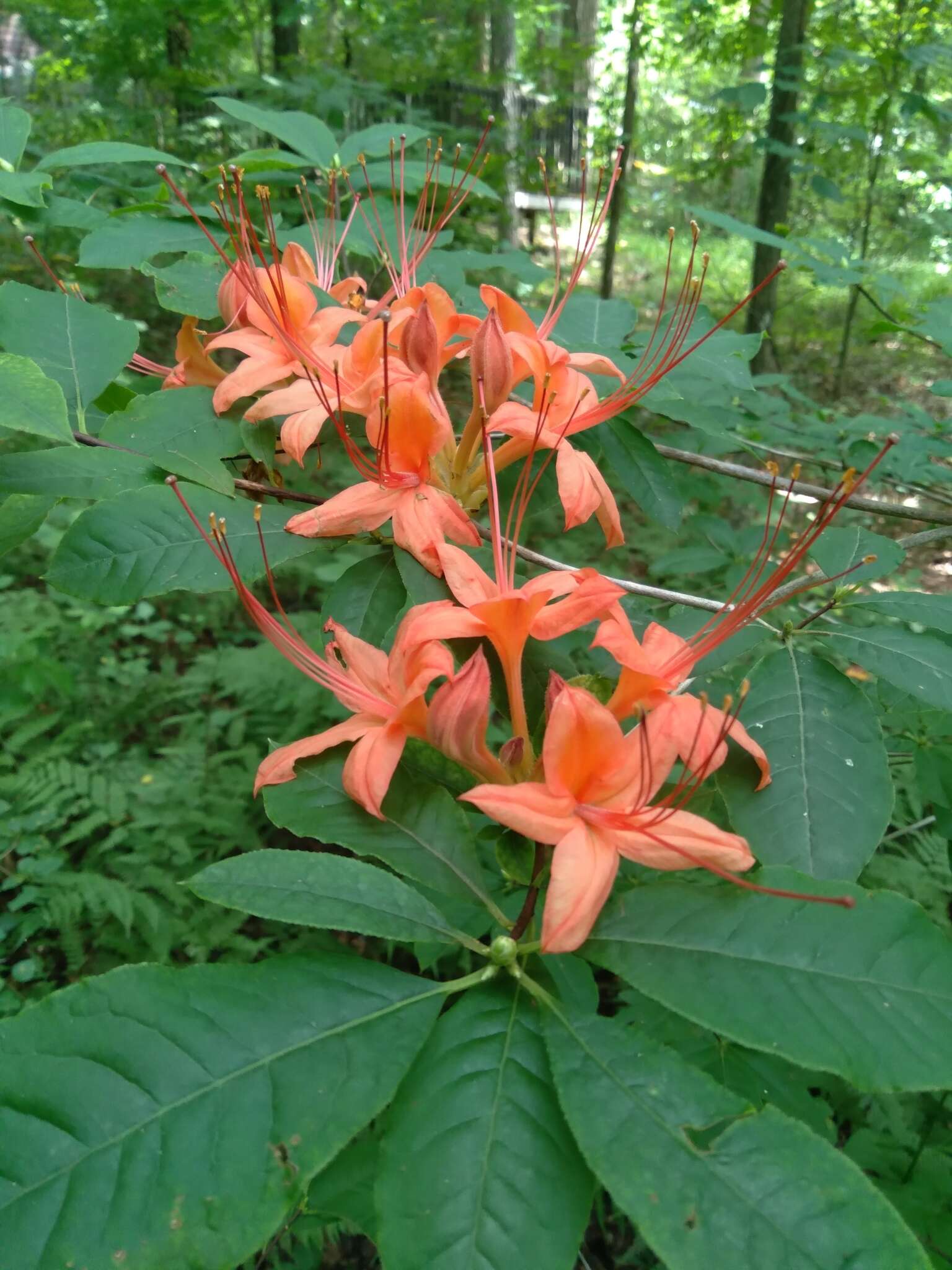 صورة Rhododendron prunifolium (Small) Millais