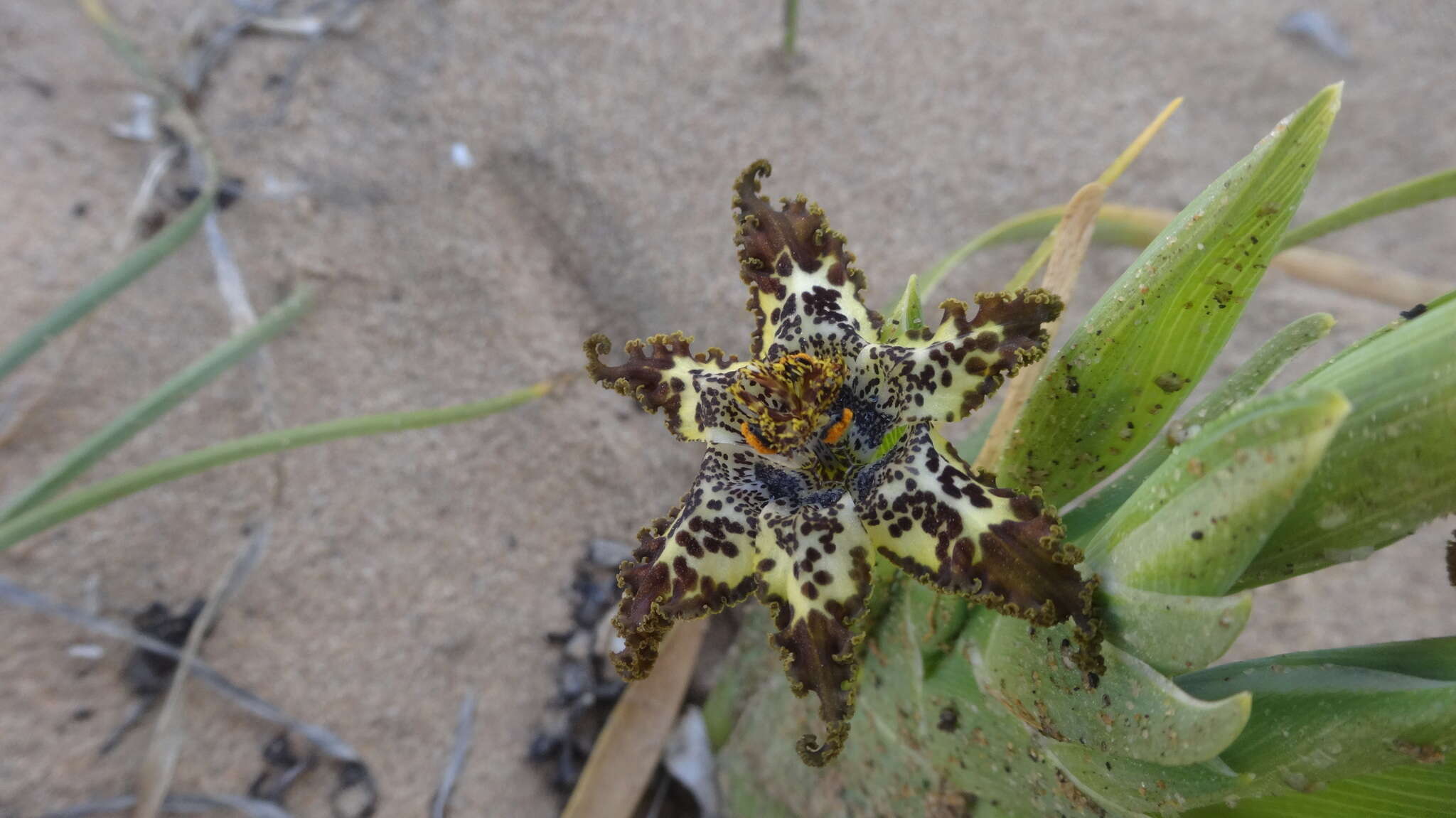 صورة Ferraria crispa Burm.