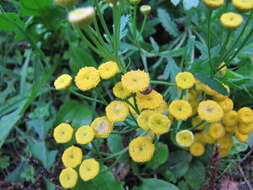 Image of common tansy