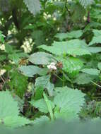 Image of Common hemp nettle