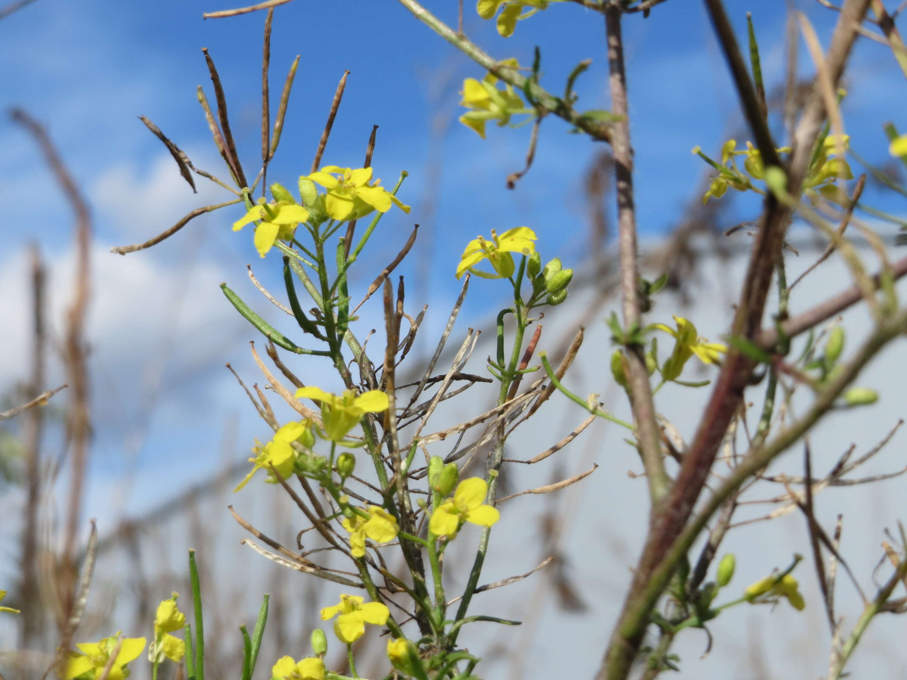 Imagem de Sisymbrium loeselii L.