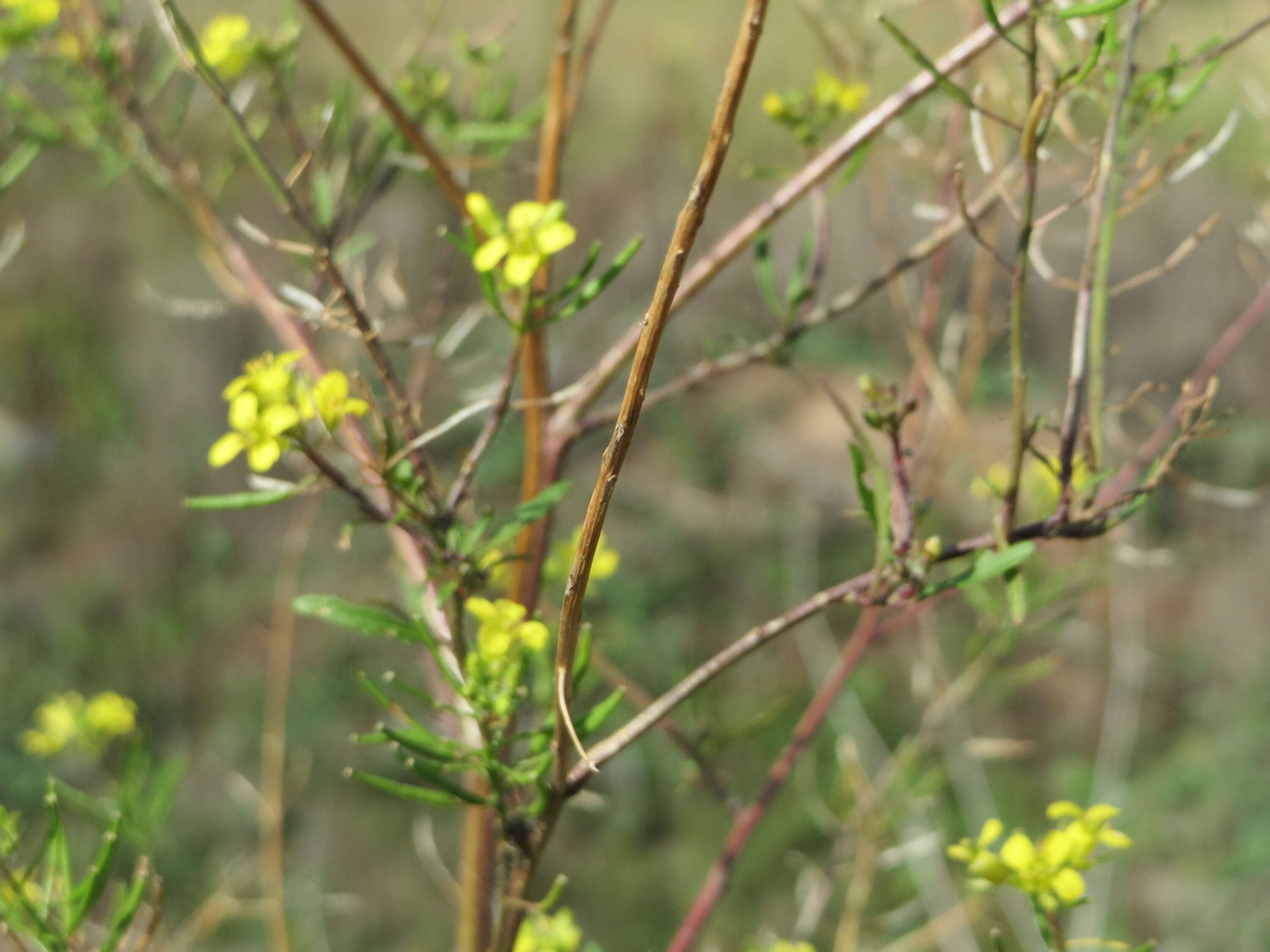 Imagem de Sisymbrium loeselii L.