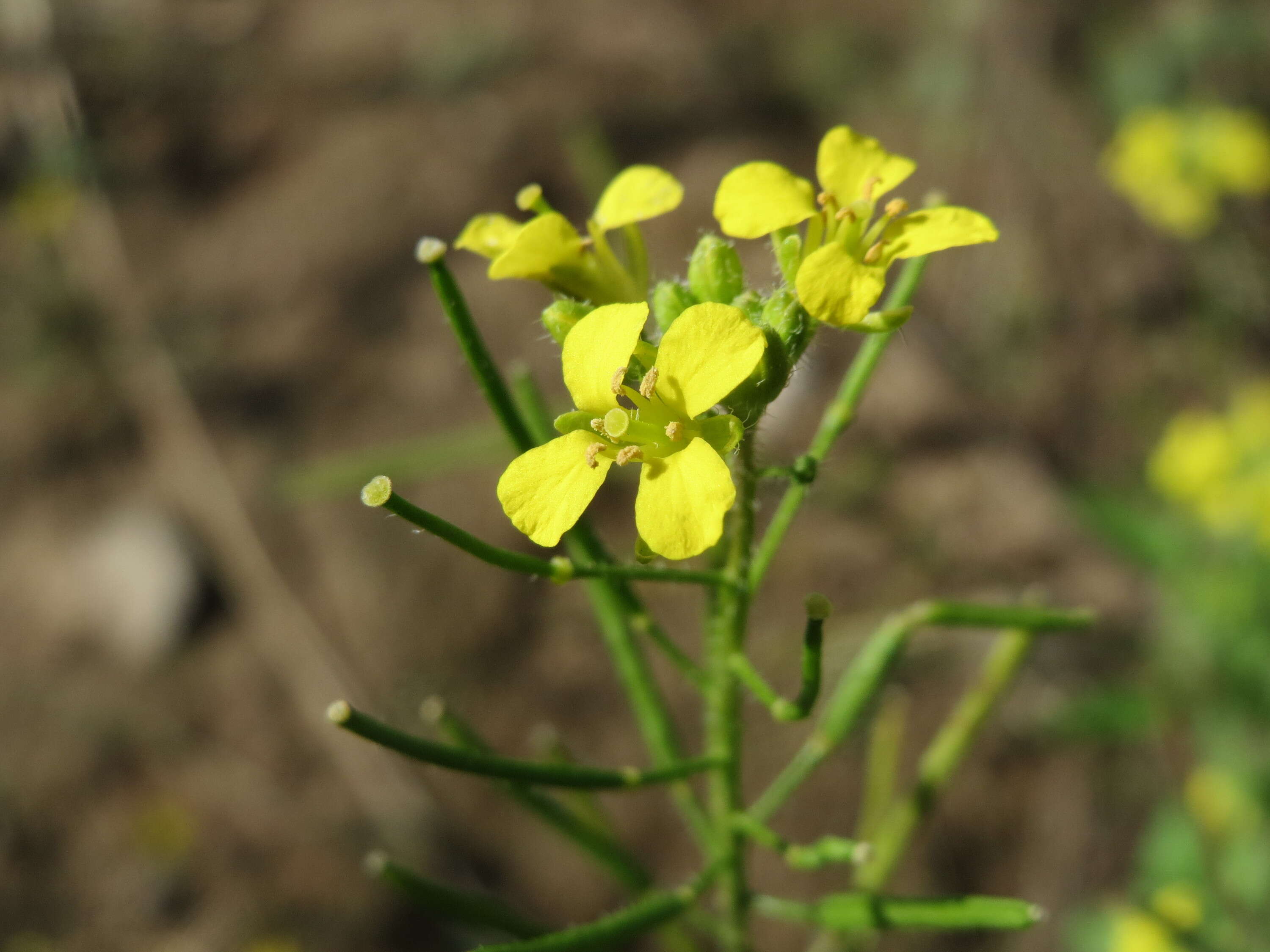 Imagem de Sisymbrium loeselii L.