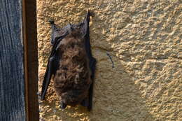 Image of Pipistrellini Tate 1942