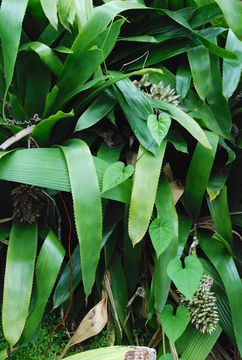 Image of <i>Aechmea serrata</i> (L.) Mez