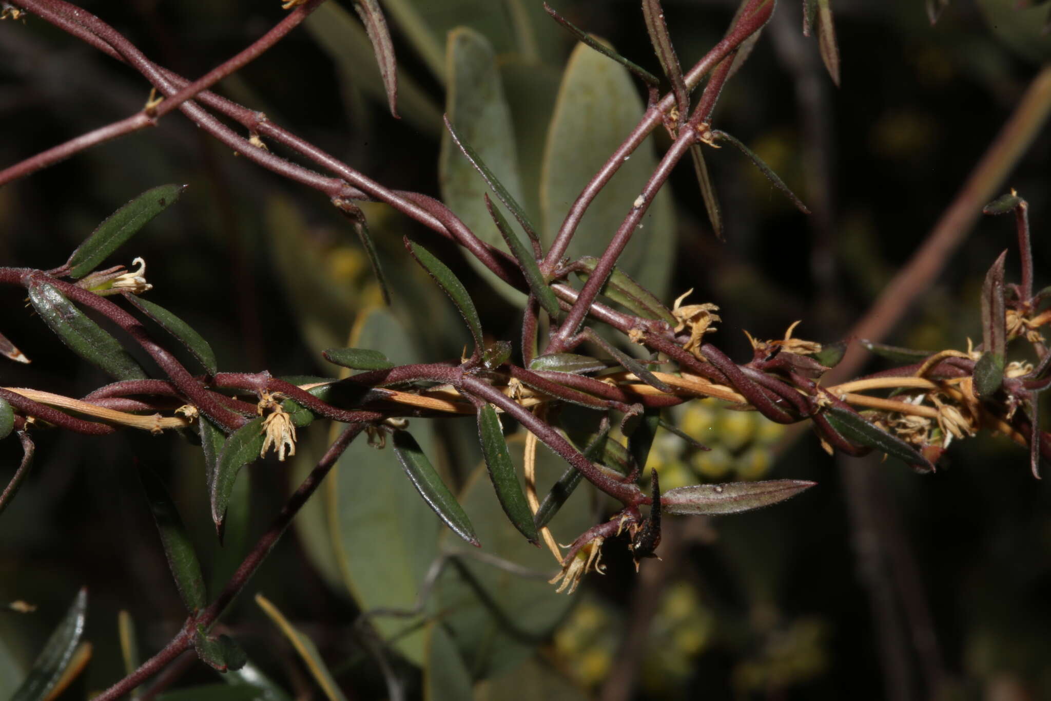 Image of Metastelma arizonicum A. Gray