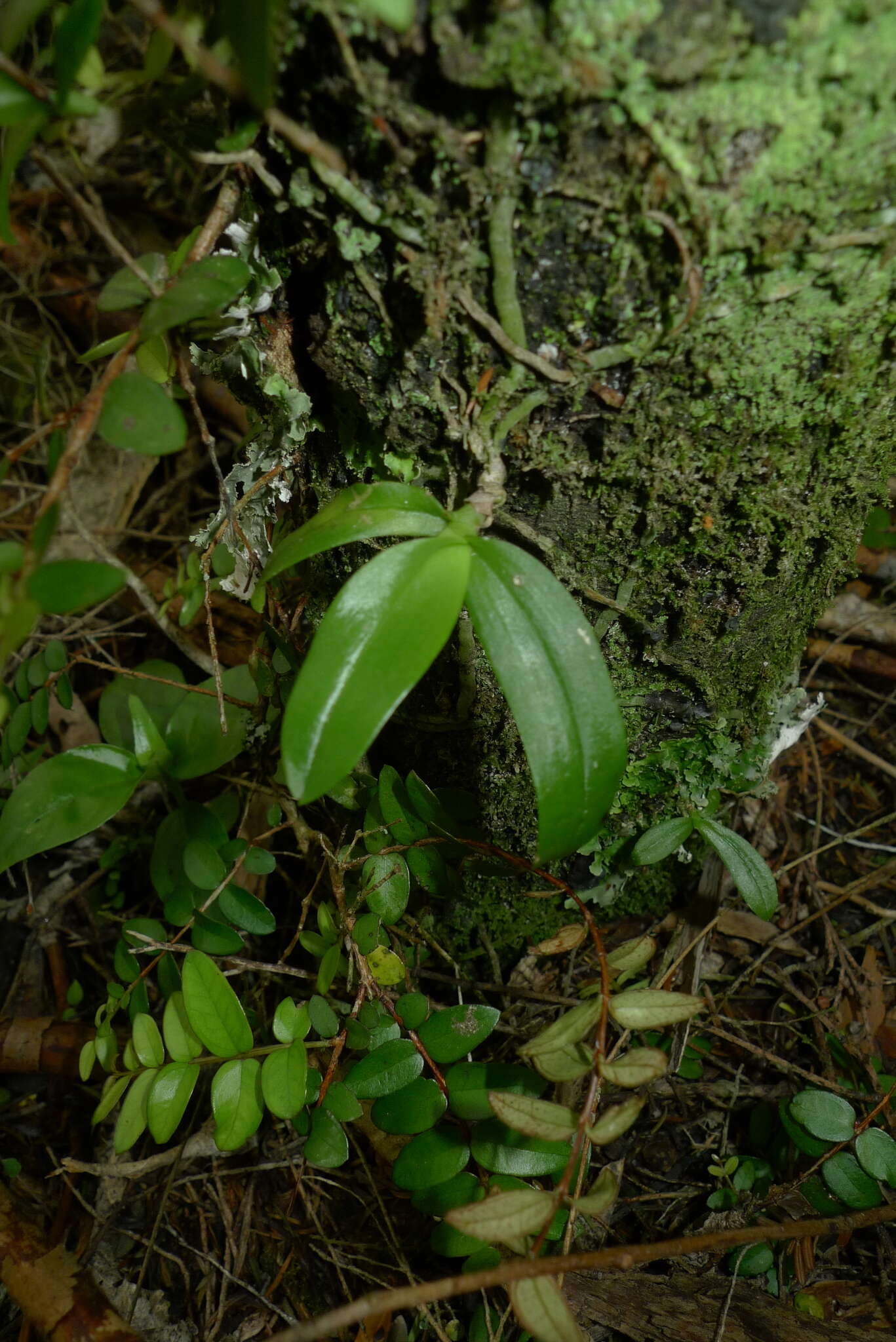 Plancia ëd Drymoanthus adversus (Hook. fil.) Dockrill