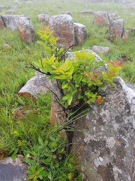 Image of Searsia tumulicola (S. Moore) Moffett