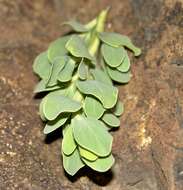 Image of Lopholaena coriifolia (Sond.) Phillips & C. A. Smith