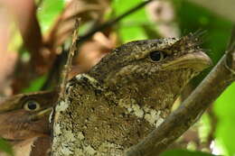 Image of Ceylon Frogmouth