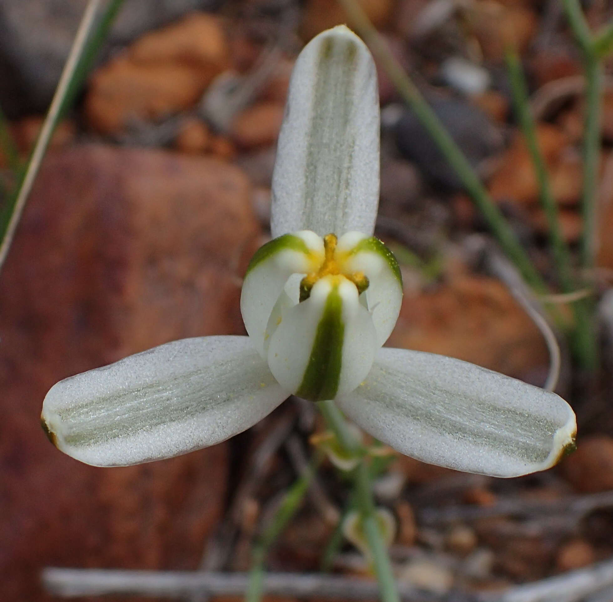 Image de Albuca longipes Baker