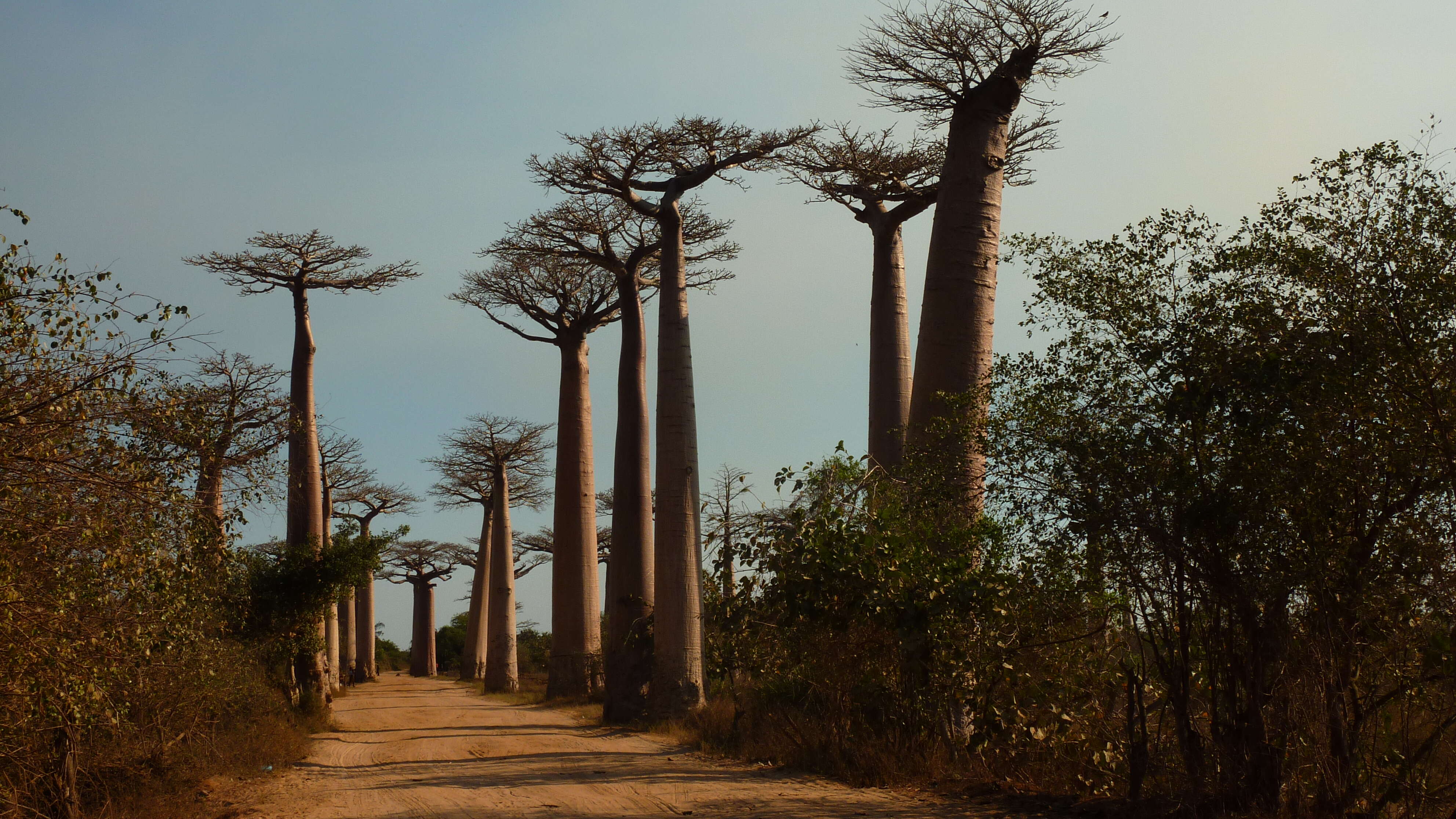 Image de Adansonia grandidieri Baill.