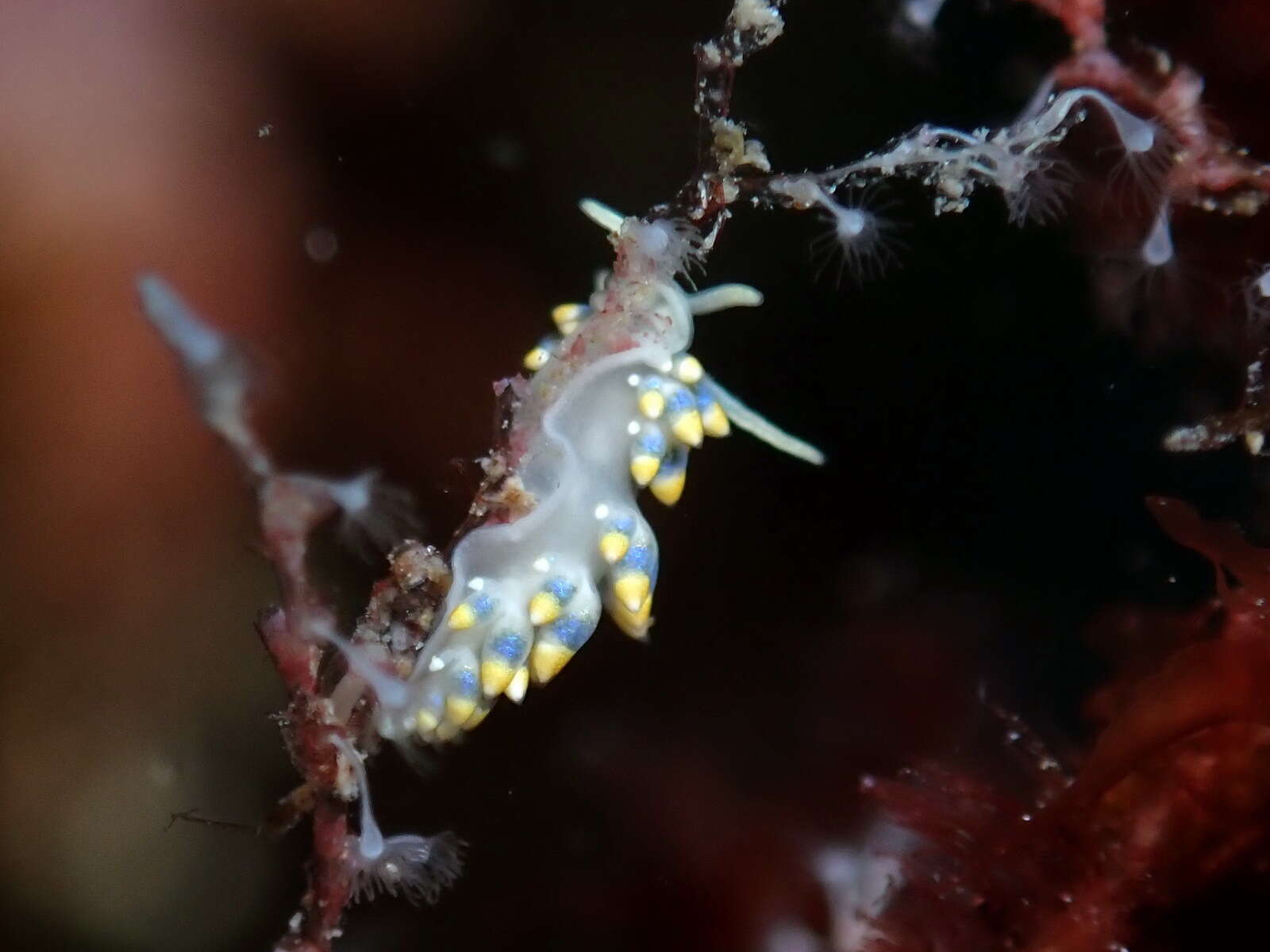 Trinchesia caerulea (Montagu 1804) resmi