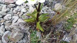 صورة Gentianella corymbifera (T. Kirk) Holub