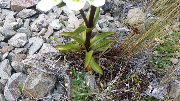 Image of Gentianella corymbifera (T. Kirk) Holub