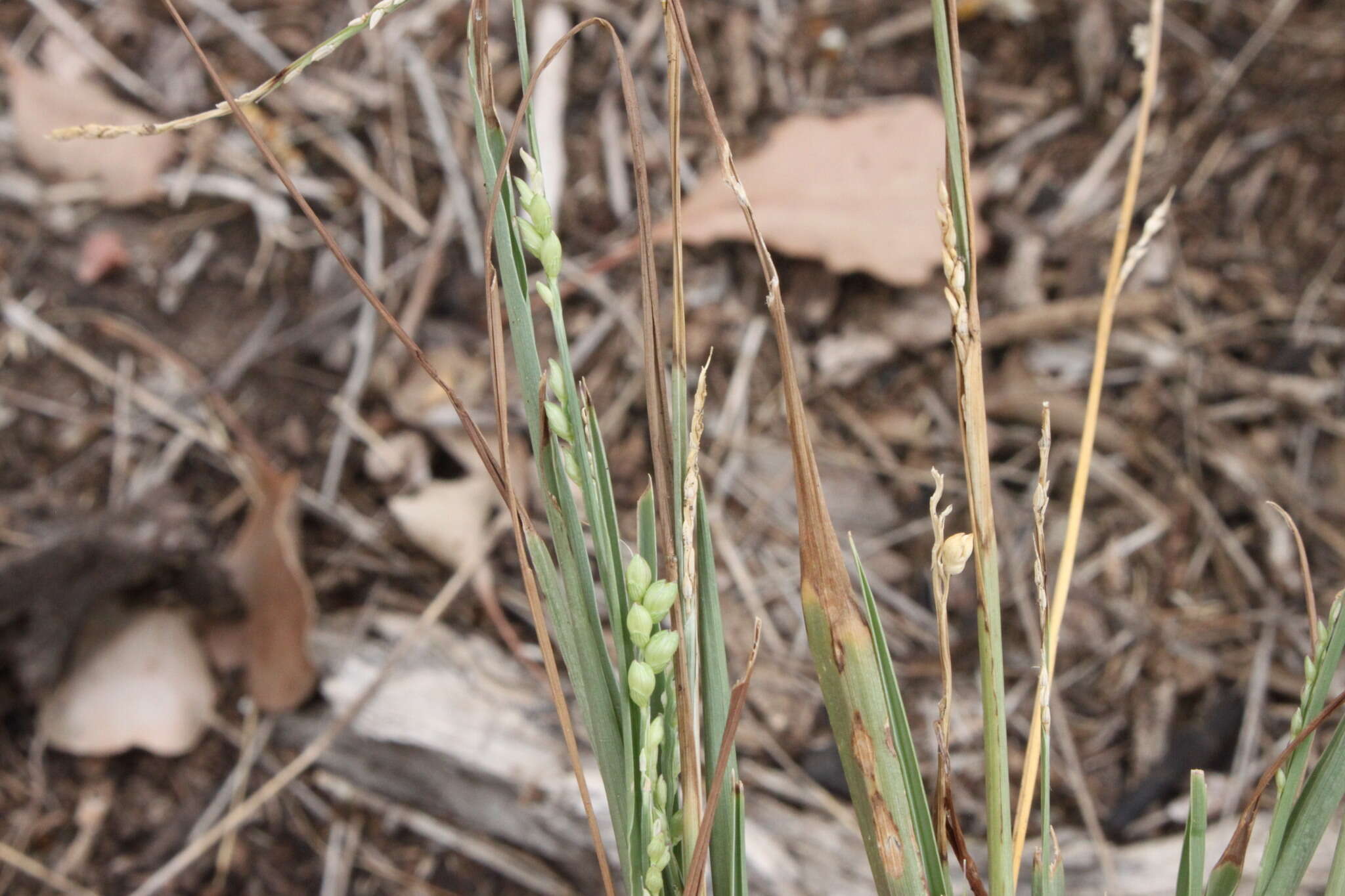 Plancia ëd Setaria globoidea (Domin) R. D. Webster