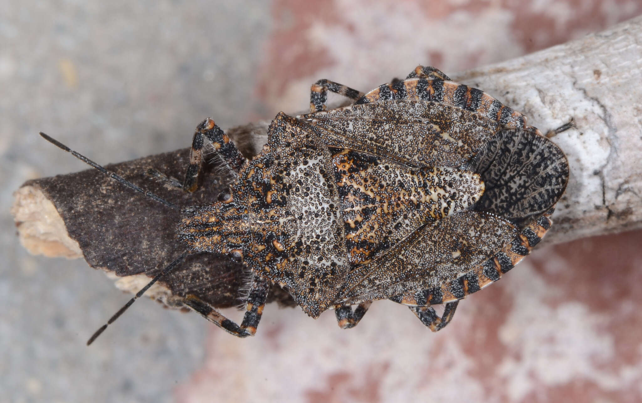 Image of Brochymena sulcata Van Duzee 1918