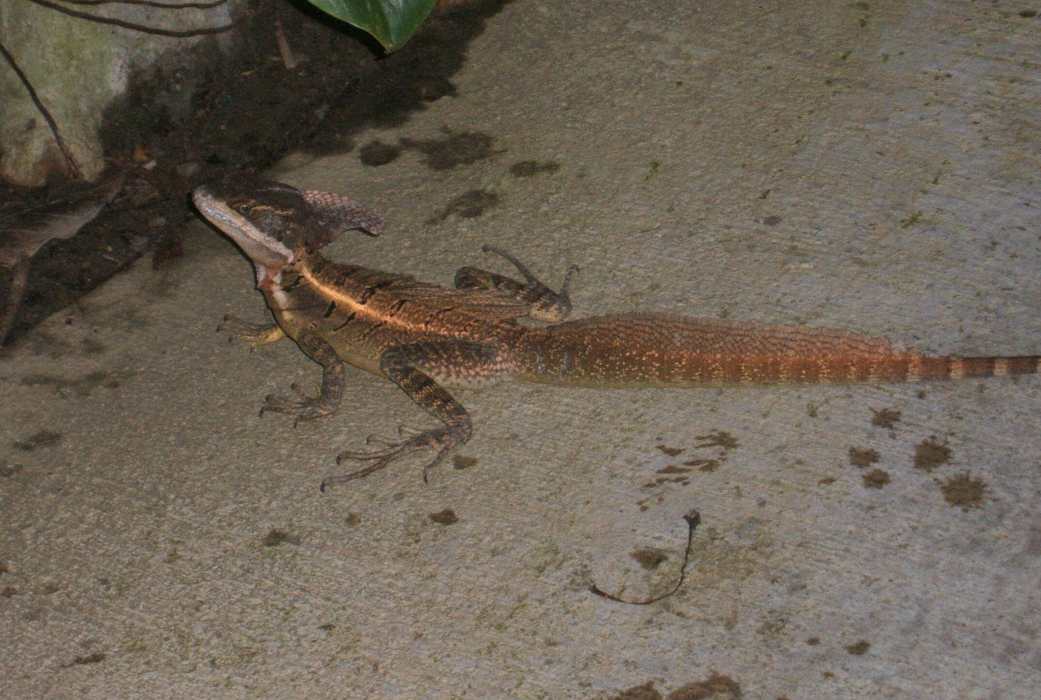 Image of Common Basilisk