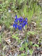 Delphinium patens subsp. patens的圖片