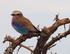 Image of Lilac-breasted Roller