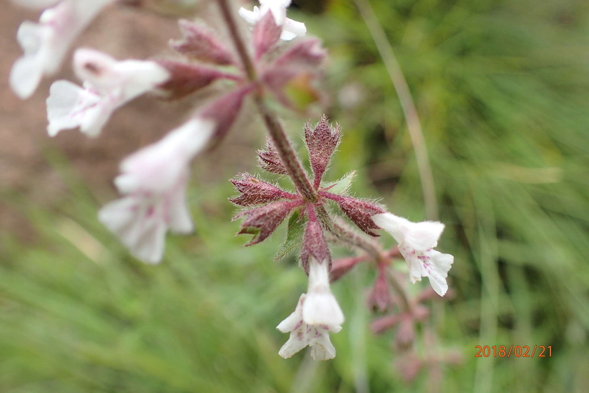 Image of Stachys rivularis J. M. Wood & M. S. Evans