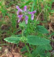 Stachys bullata Benth. resmi