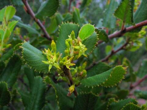 Imagem de Endotropis crocea subsp. ilicifolia (Kellogg) Hauenschild