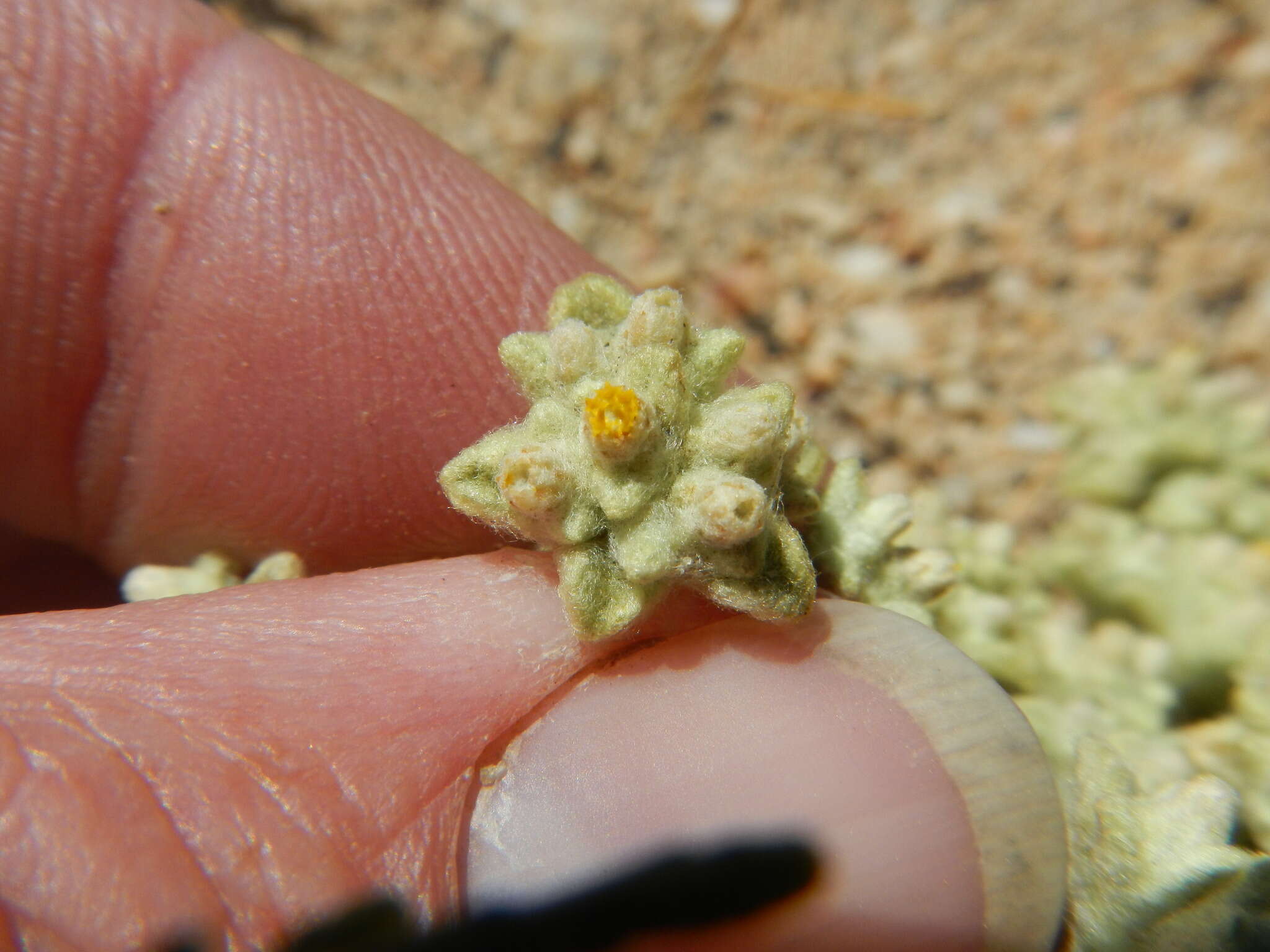 Image de Helichrysum leontonyx DC.