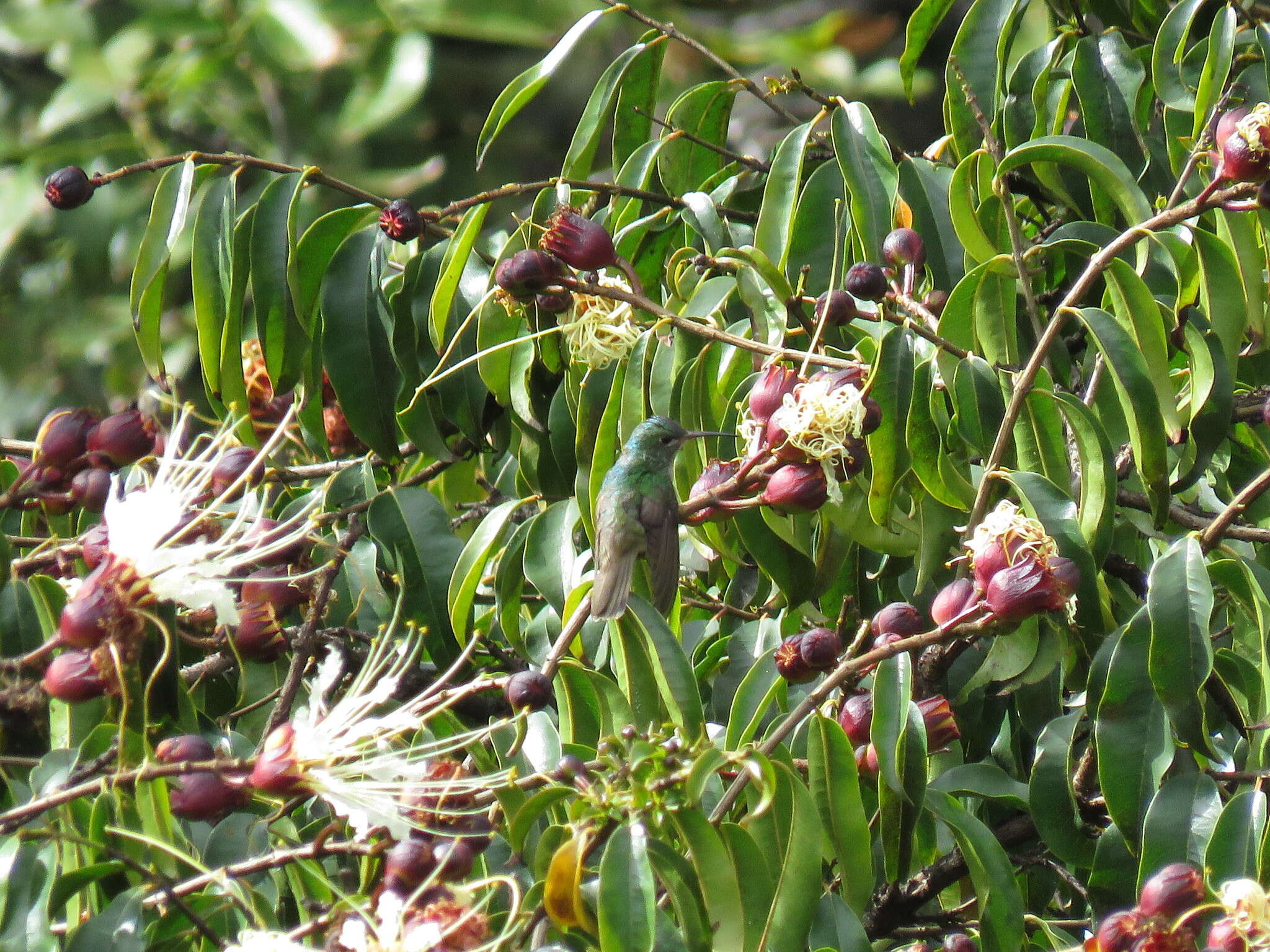 Image of Lafoensia acuminata (Ruiz & Pav.) DC.