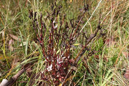 Image of Gentianella cunninghamii (L. G. Adams) Glenny