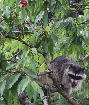 Image of raccoons