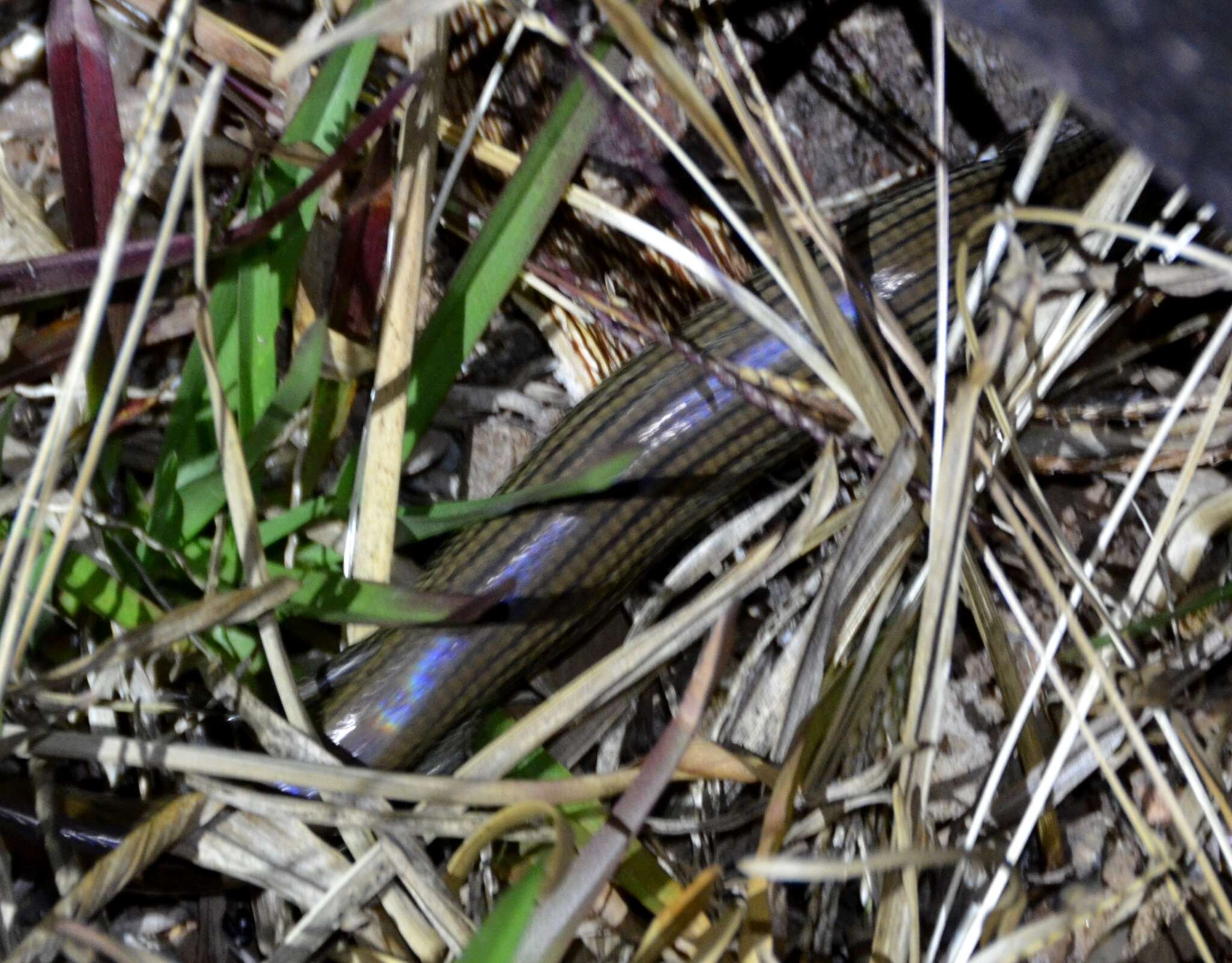 Image of Arnold's Montane Skink