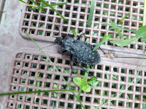 Carabus (Hygrocarabus) nodulosus Creutzer 1799 resmi