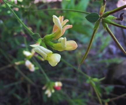 Image of Acmispon grandiflorus