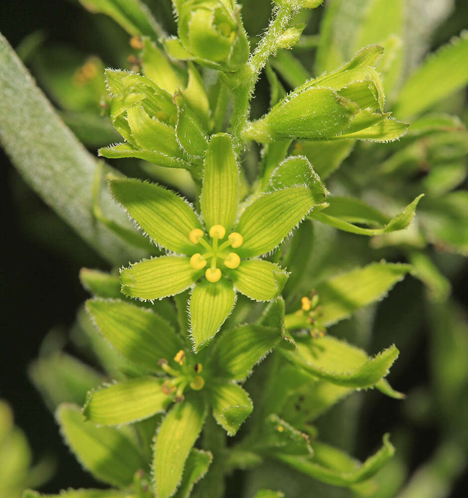 Image of Veratrum grandiflorum (Maxim. ex Miq.) O. Loes.