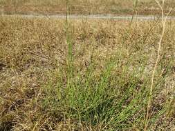 Image of Equisetum ramosissimum subsp. ramosissimum