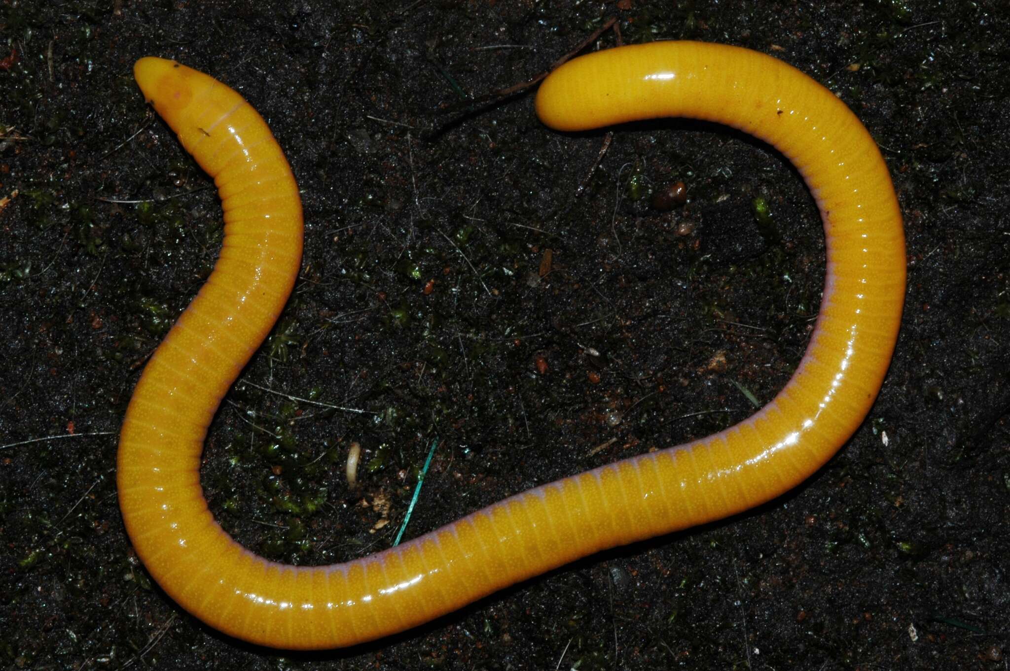 Image of Aqua Ize Caecilian